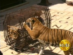 Épreuve : Cage aux tigres