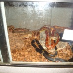 photo-Serpents dans leur vivarium