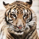 photo-Une de tigresses de la salle du trésor