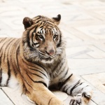 photo-Une des tigresses de la salle du trésor