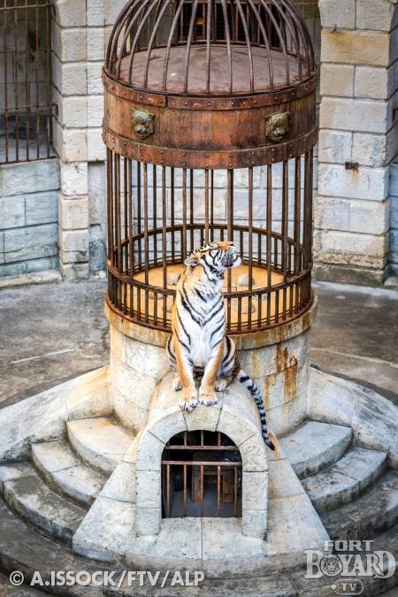 Le trésor du fort gardé par un tigre(2021)