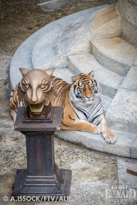 Les tigres dans la Salle du Trésor(2021)