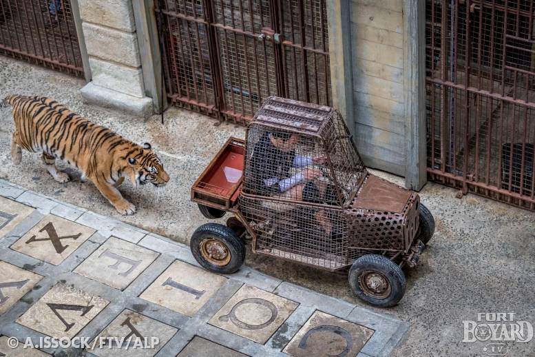 La voiturette du Safari et un tigre(2021)