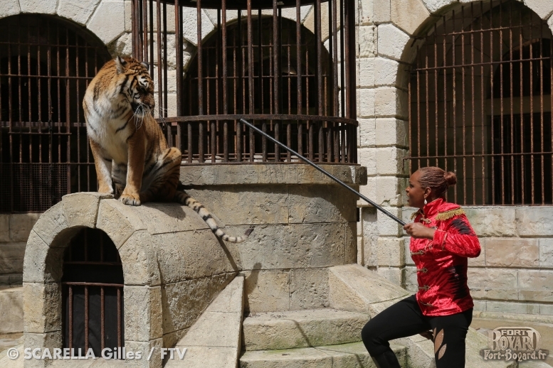 Félindra et une tigresse de la Salle du Trésor(2013)