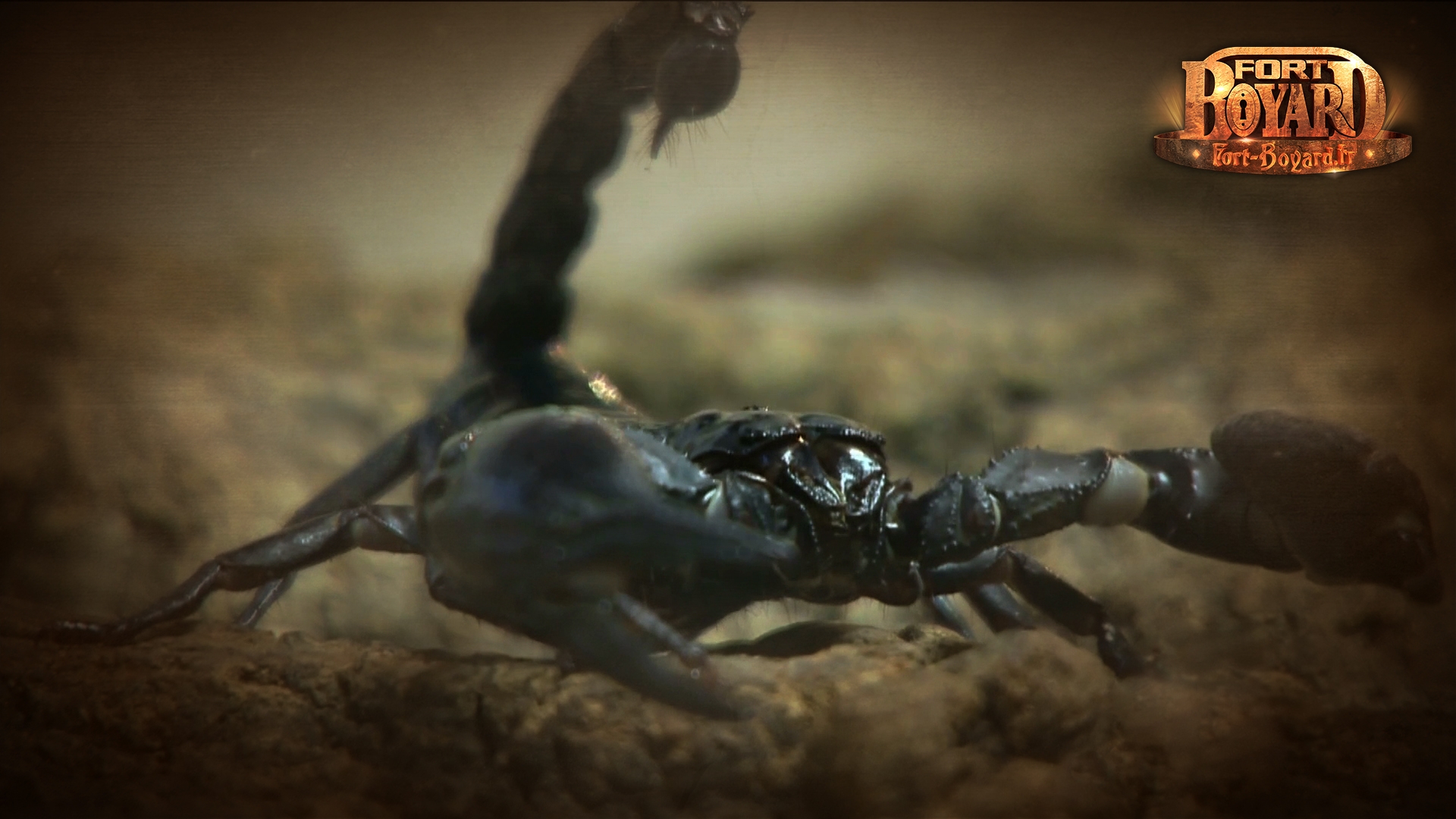 Scorpion(2014)