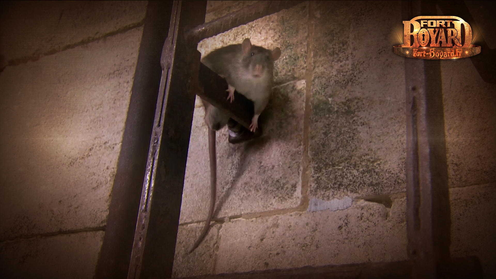 Rat sortant de l'épreuve de l'égout.(2014)