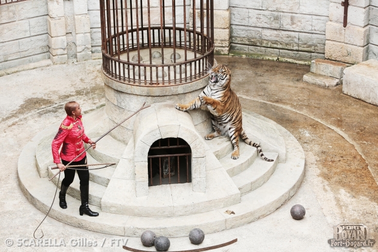 Félindra et ses tigres prêts pour le Safari(2014)