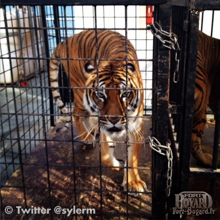 Arrivée des tigres sur le Fort Boyard (2015)