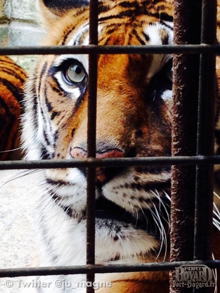 #FortBoyard les tigres aussi sont à pieds d'œuvre, ils ne feront aucun cadeau aux candidats de cette année(2015)