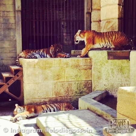 Les tigres de la Salle du Trésor(2015)