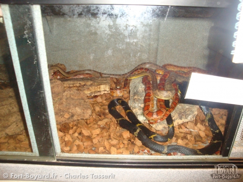 Serpents dans leur vivarium(2009)