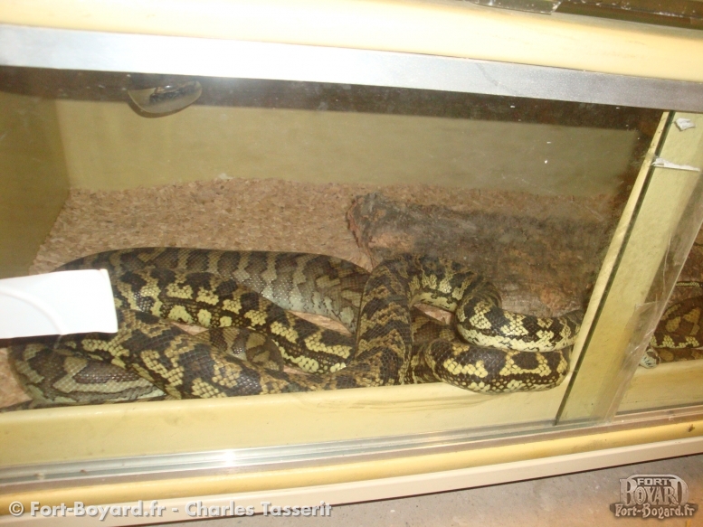 Serpents dans leur vivarium(2009)