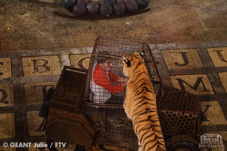 Bigflo face à un tigre dans le Safari(2019)