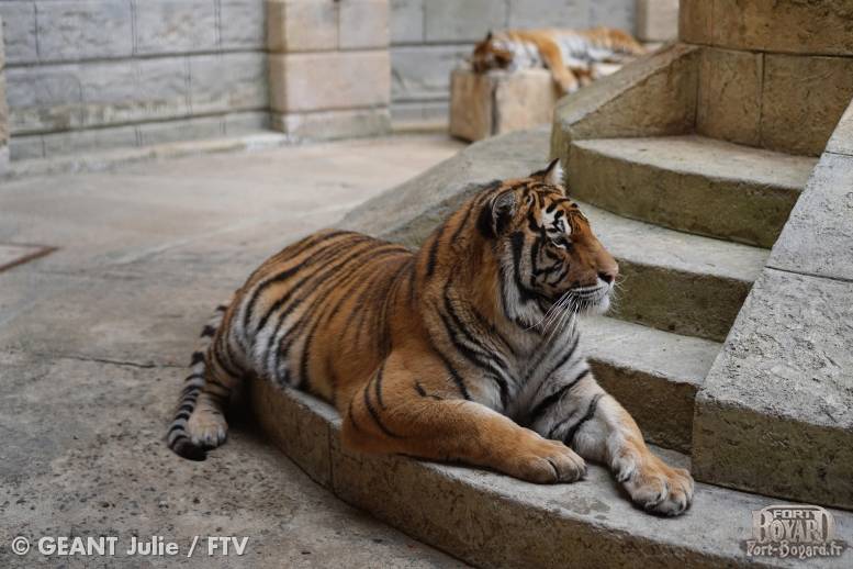 Un tigre dans la Salle du Trésor(2019)