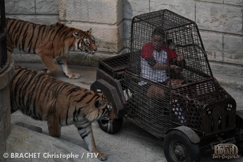 Candice Pascal entourée de tigres dans la voiturette du Safari(2019)