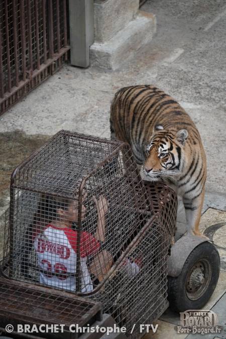 Candice Pascal entourée de tigres dans la voiturette du Safari(2019)