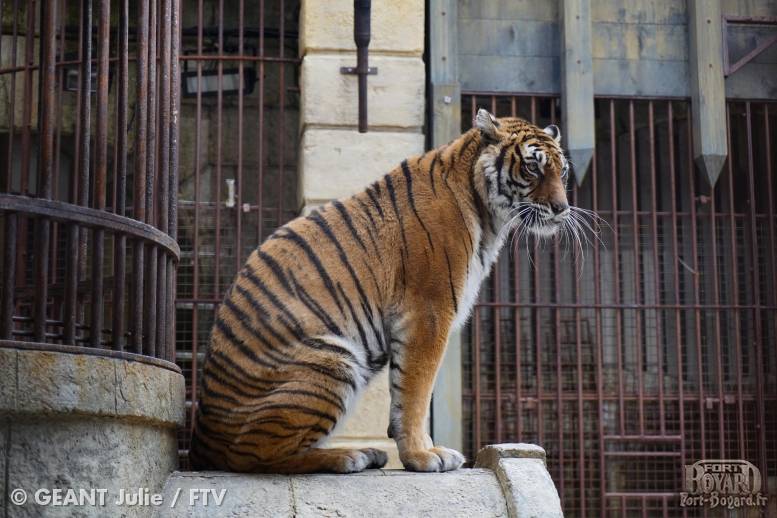 Un des tigres de la Salle du Trésor(2019)