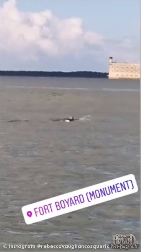 Des dauphins en rade de l'île d'Aix(2020)