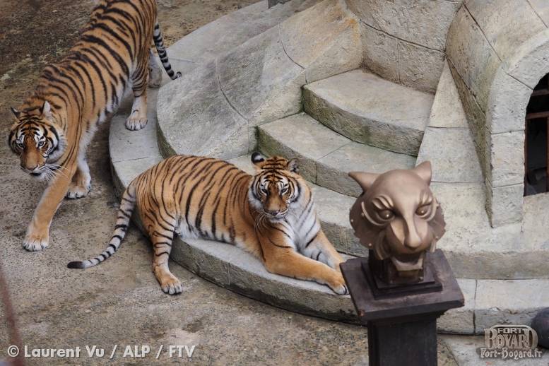 Les tigres dans la Salle du Trésor(2020)